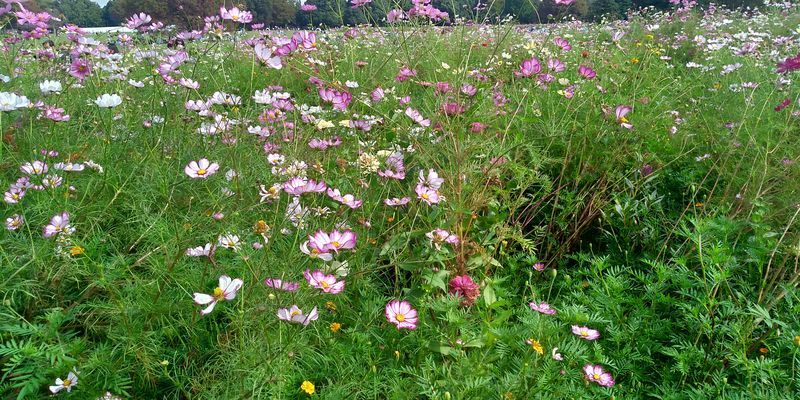 f:id:gajuwo:20211010175317j:plain