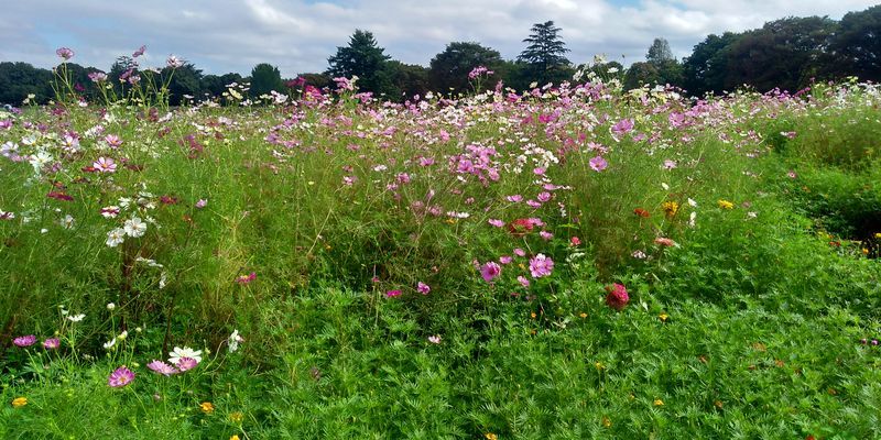 f:id:gajuwo:20211010175343j:plain