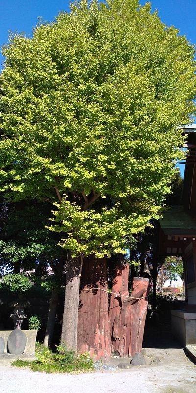 f:id:gajuwo:20211113231005j:plain