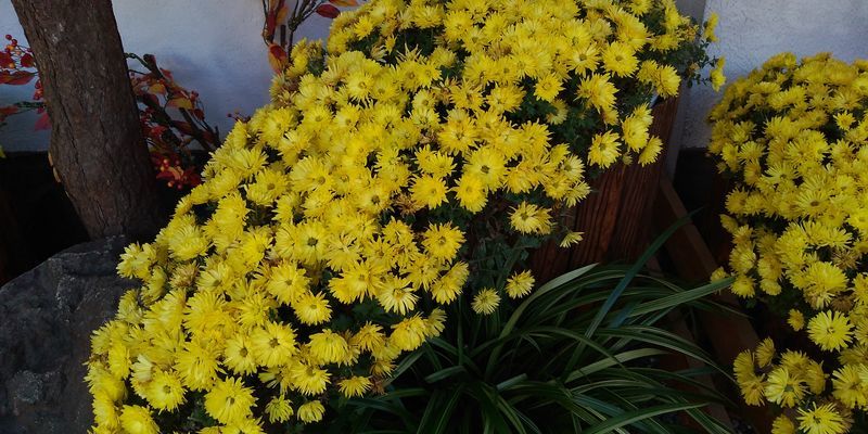 f:id:gajuwo:20211114070232j:plain