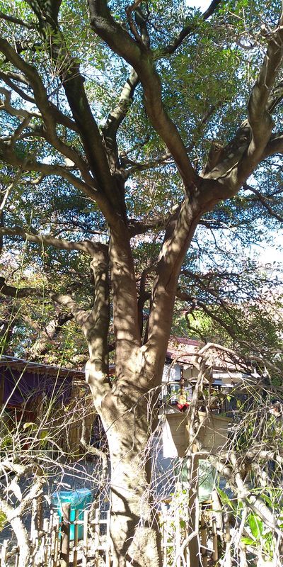 f:id:gajuwo:20211114070249j:plain