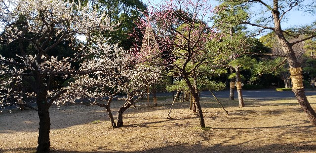 f:id:gakeka:20190225214305j:image