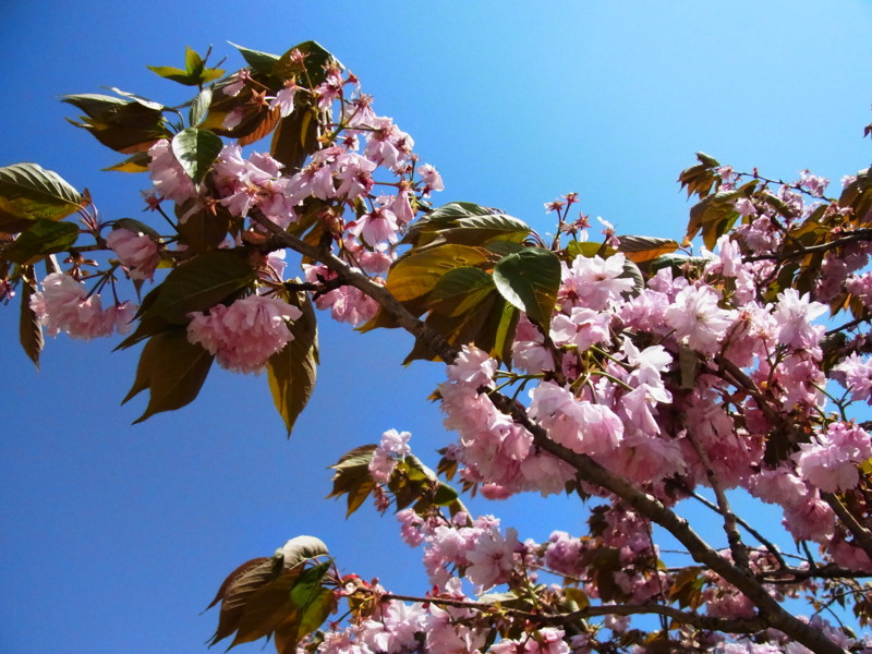 f:id:gakigakiga:20120513134933j:image f:id:gakigakiga:20120513134933j:image