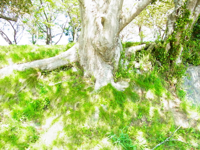 f:id:gakigakiga:20120513135528j:image f:id:gakigakiga:20120513135528j:image