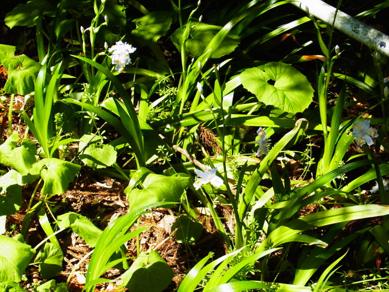 f:id:gakigakiga:20120514122359j:image f:id:gakigakiga:20120514122359j:image