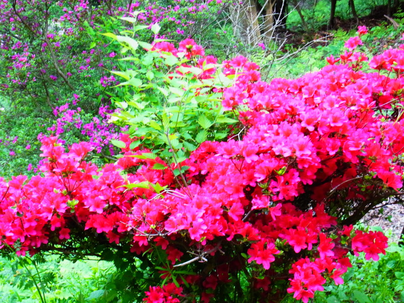 f:id:gakigakiga:20120514144119j:image f:id:gakigakiga:20120514144119j:image