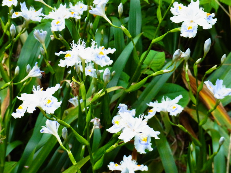 f:id:gakigakiga:20120514144557j:image f:id:gakigakiga:20120514144557j:image