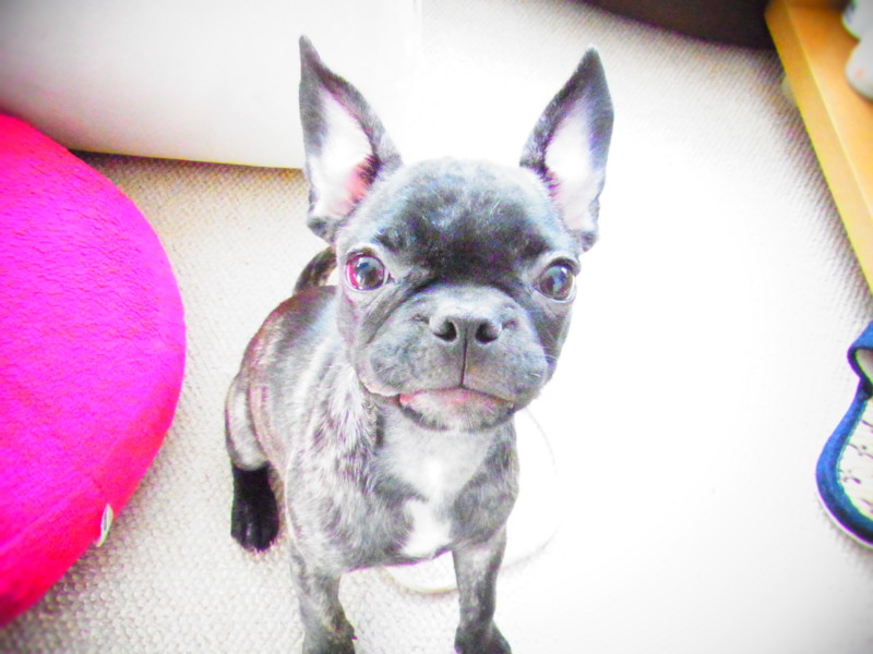 f:id:gakigakiga:20120903154013j:image f:id:gakigakiga:20120903154013j:image