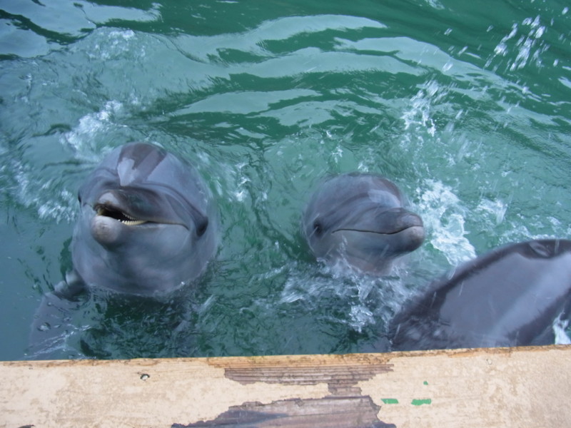 f:id:gakigakiga:20121017150456j:image f:id:gakigakiga:20121017150456j:image