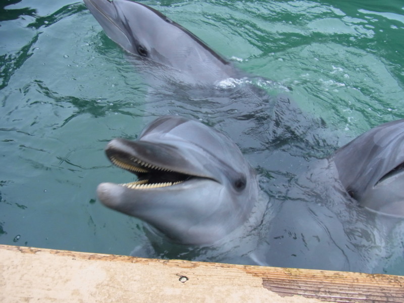 f:id:gakigakiga:20121017150500j:image f:id:gakigakiga:20121017150500j:image