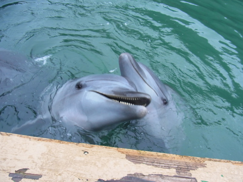 f:id:gakigakiga:20121017150503j:image f:id:gakigakiga:20121017150503j:image