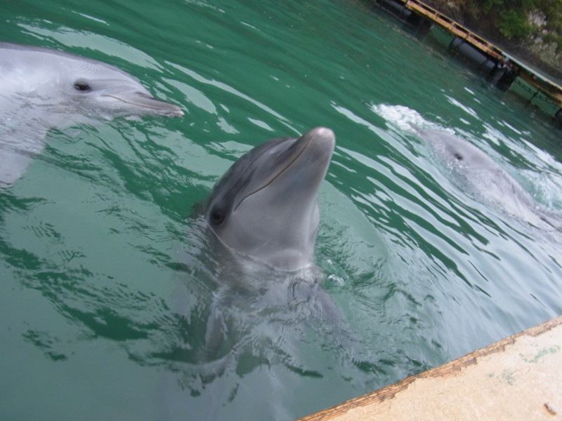 f:id:gakigakiga:20121017150609j:image f:id:gakigakiga:20121017150609j:image