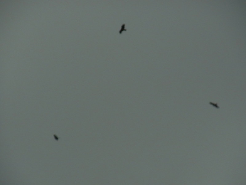 f:id:gakigakiga:20121017161737j:image f:id:gakigakiga:20121017161737j:image