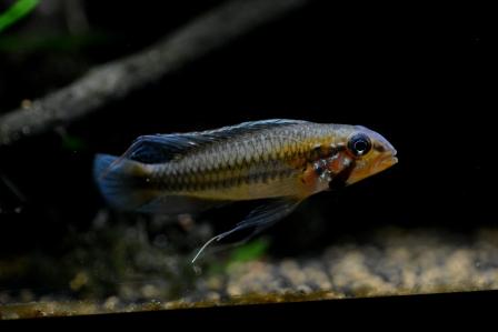 f:id:gakmaru:20180609143732j:plain