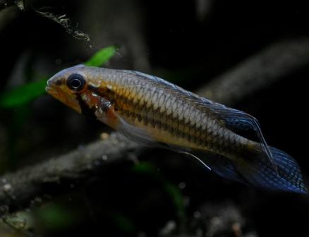 f:id:gakmaru:20180609143800j:plain