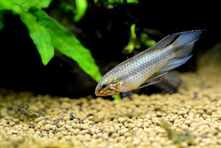 f:id:gakmaru:20180620111525j:plain f:id:gakmaru:20180620111525j:plain