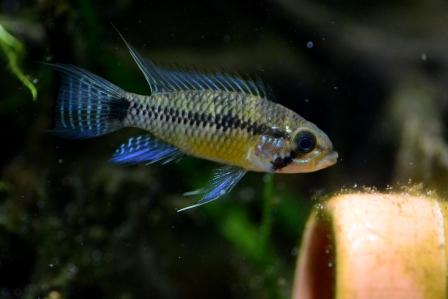 f:id:gakmaru:20180831112330j:plain f:id:gakmaru:20180831112330j:plain