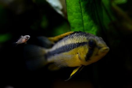 f:id:gakmaru:20180831115009j:plain f:id:gakmaru:20180831115009j:plain