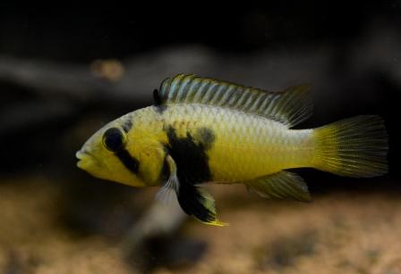 f:id:gakmaru:20180904121641j:plain