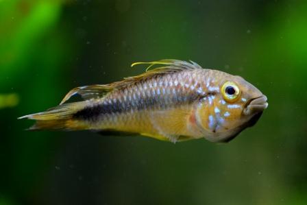 f:id:gakmaru:20180904121729j:plain