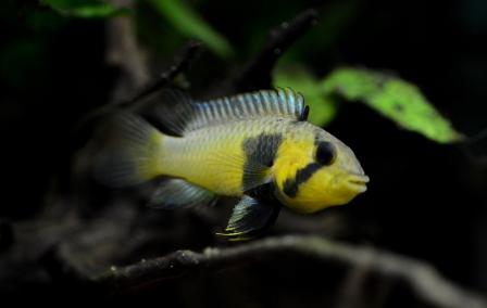 f:id:gakmaru:20180904121856j:plain