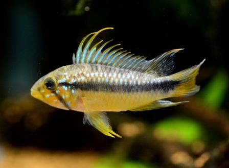 f:id:gakmaru:20180904121923j:plain