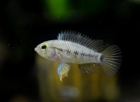 f:id:gakmaru:20180912093649j:plain f:id:gakmaru:20180912093649j:plain