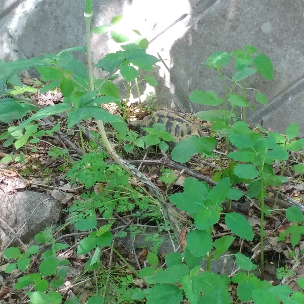 f:id:gakusama:20190603001400j:plain f:id:gakusama:20190603001400j:plain