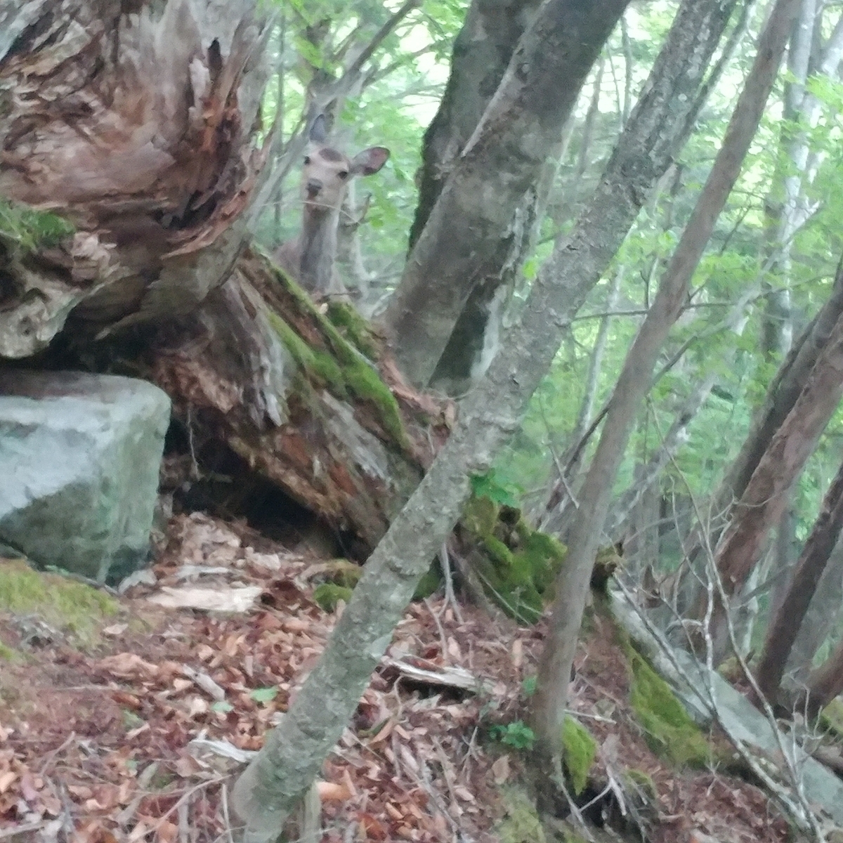 f:id:gakusama:20190604192858j:plain f:id:gakusama:20190604192858j:plain