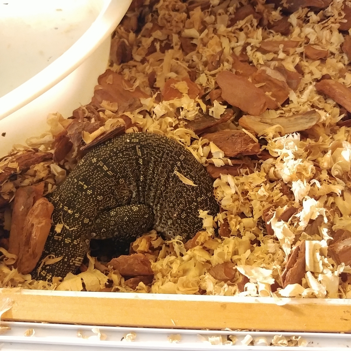 f:id:gakusama:20190708202416j:plain f:id:gakusama:20190708202416j:plain