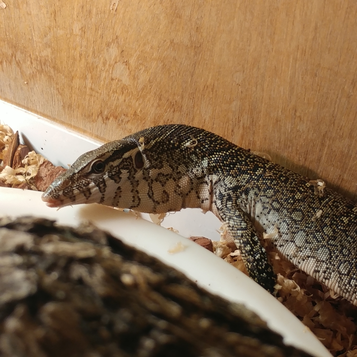 f:id:gakusama:20190708202941j:plain f:id:gakusama:20190708202941j:plain
