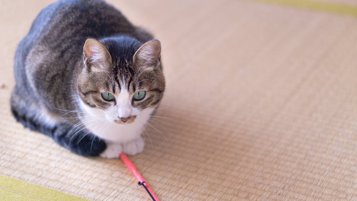 f:id:gakusei_ceo:20171217115823j:plain