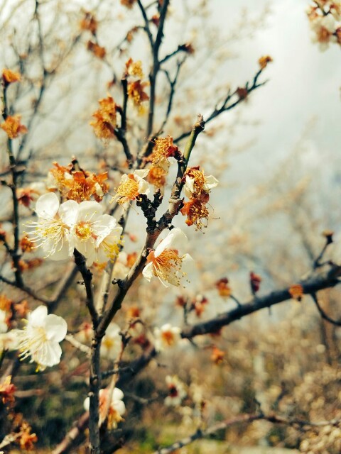 f:id:gakuseikun:20170301013222j:image