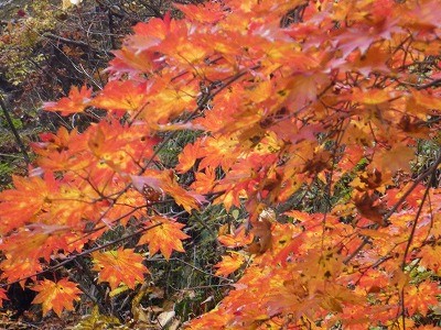f:id:gakutoXtaketo:20101111005019j:image f:id:gakutoXtaketo:20101111005019j:image