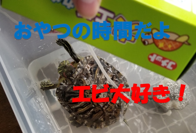 ヨモギ 亀 おやつ