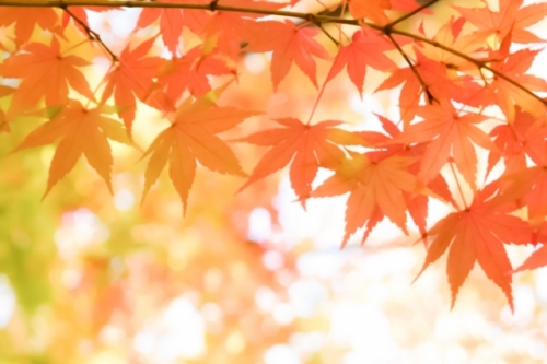 写真・画像の複製は固く禁止致します/暮らしの裏側22351460_s/20211116 22351460_s