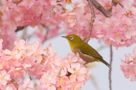 写真・画像の複製は固く禁止致します/暮らしの裏側Uguisu20201126 Uguisu20201126