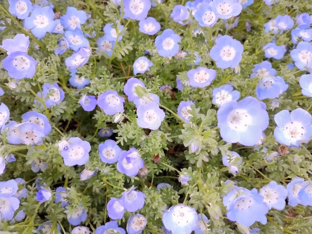 f:id:galbomatcha:20250420095203j:image