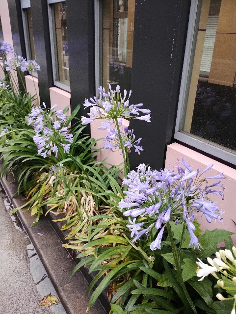 f:id:galbomatcha:20250615172357j:image