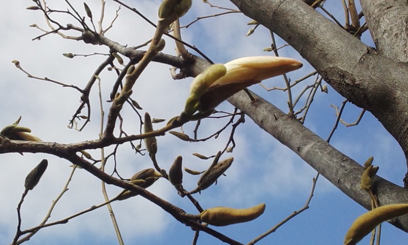 f:id:gallerysdiary:20130315095646j:image:w360:right