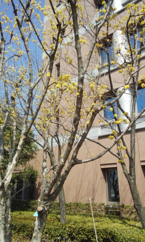 f:id:gallerysdiary:20130317111307j:image:w360:left