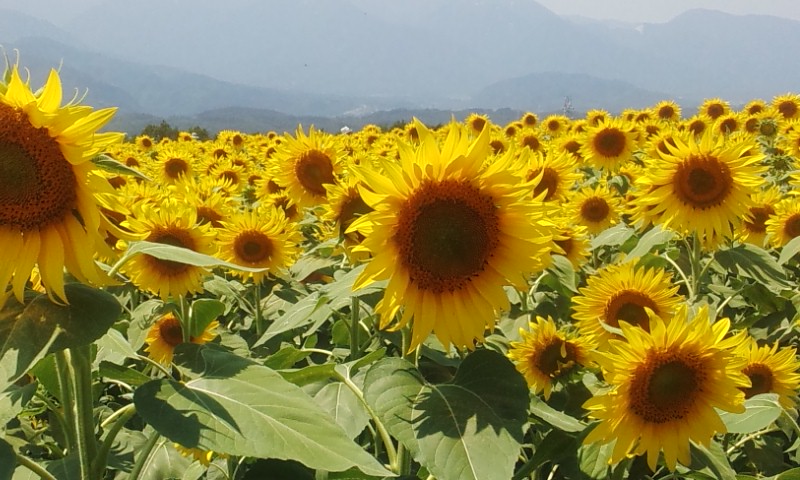 20130807121124