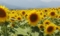 20130807121124