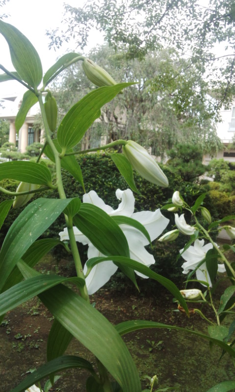 f:id:gallerysdiary:20140715104942j:image:w360:right