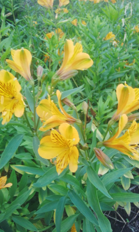 f:id:gallerysdiary:20140722050357j:image:w360:left