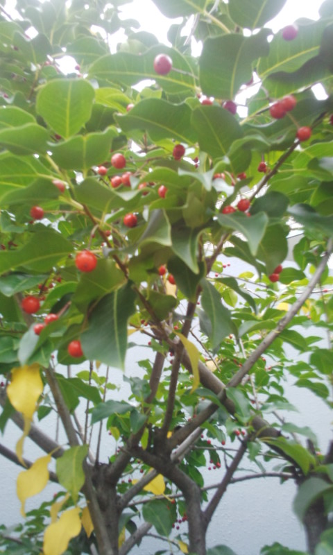 f:id:gallerysdiary:20141109101828j:image:w360:right