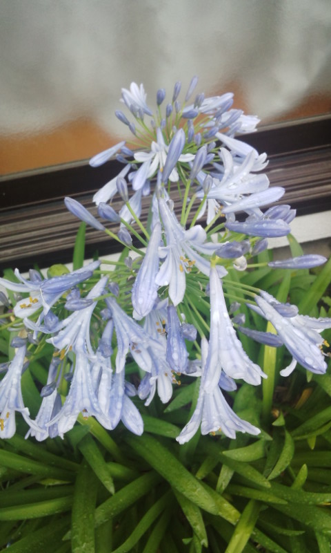 f:id:gallerysdiary:20150619092959j:image:w360:right