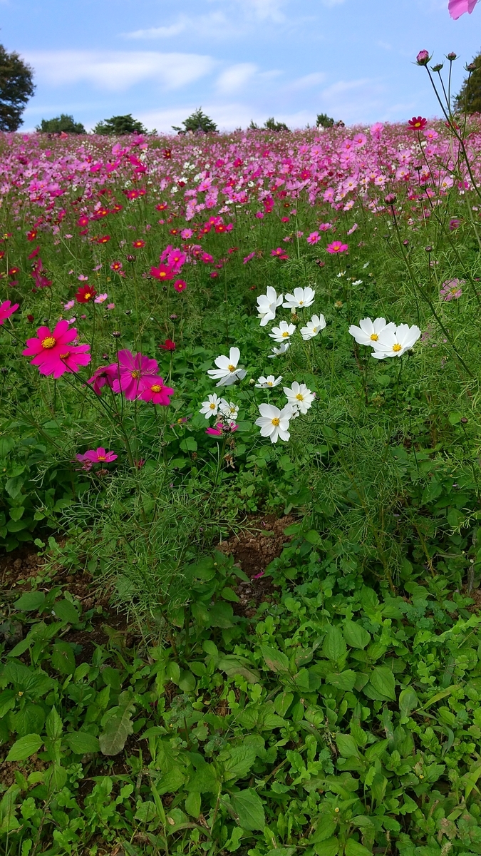 f:id:gallerysdiary:20201030114045j:plain