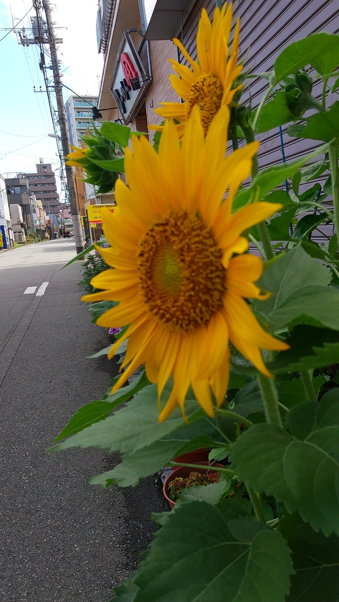 今日は薄曇り 時々日が射す 晴れ 気温は３４ Gallerysdiaryのブログ