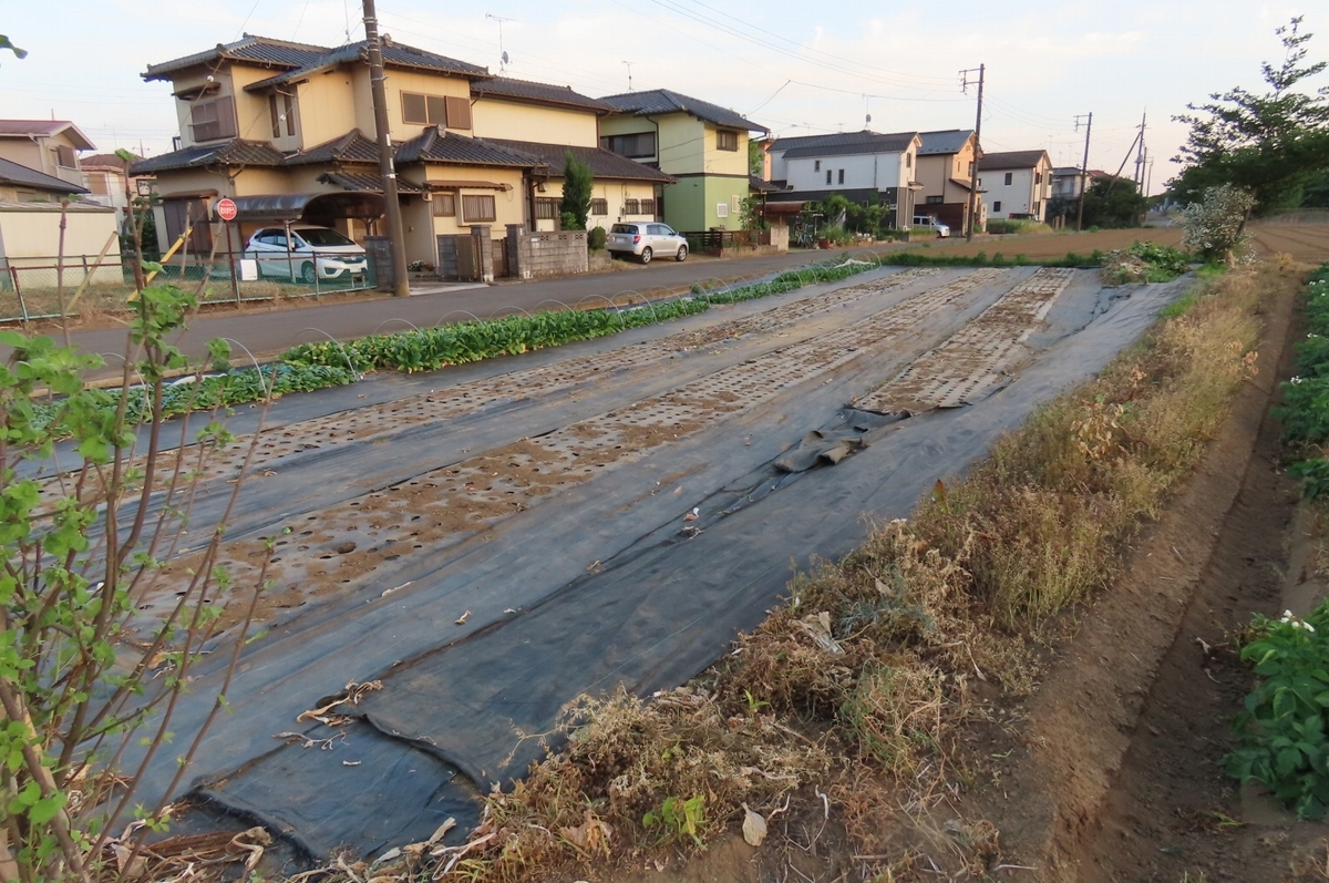 第二圃場で撤収作業 - GAMAの菜園&フォト日誌